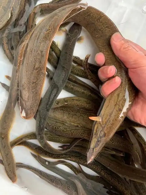 【好物推荐】鲜美惊刺鳅鱼倒鳅钢鳅刀鳅石锥猪麻记刀割淡水鱼刺鳅鱼