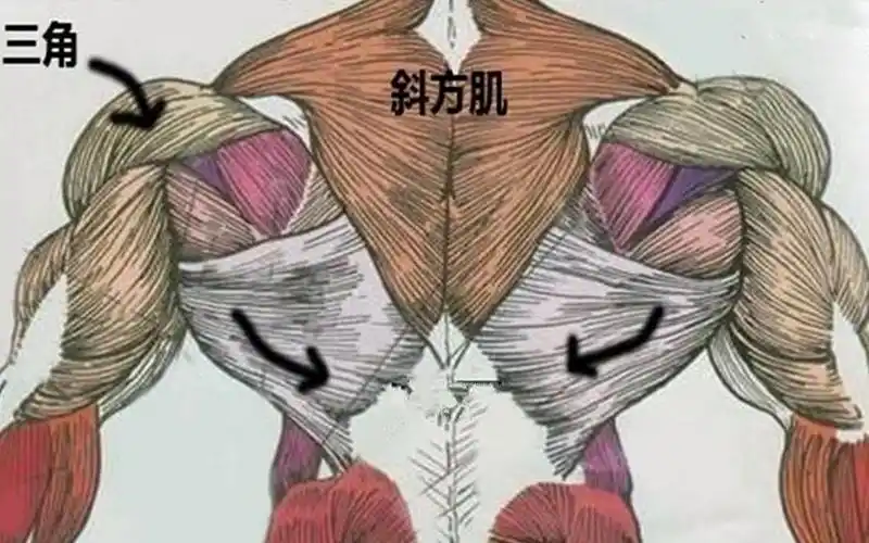 斜方肌位于哪里呢?