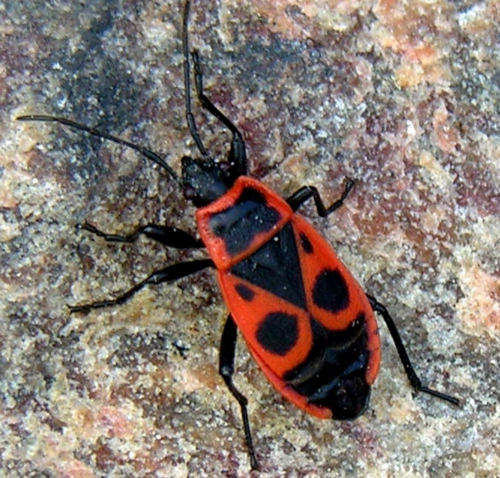 展开全部 这个是欧洲红蝽 pyrrhocoris apterus