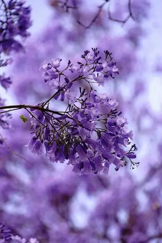 【原创摄影】邂逅澳洲蓝花楹