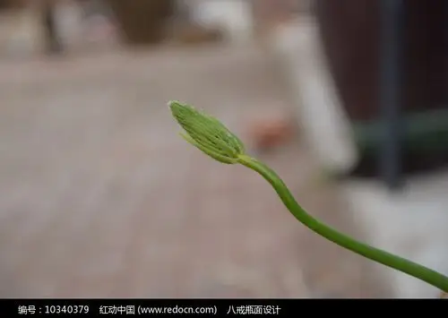 一枝独秀汉山奇