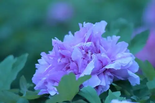 科大牡丹醉,花开独芳菲