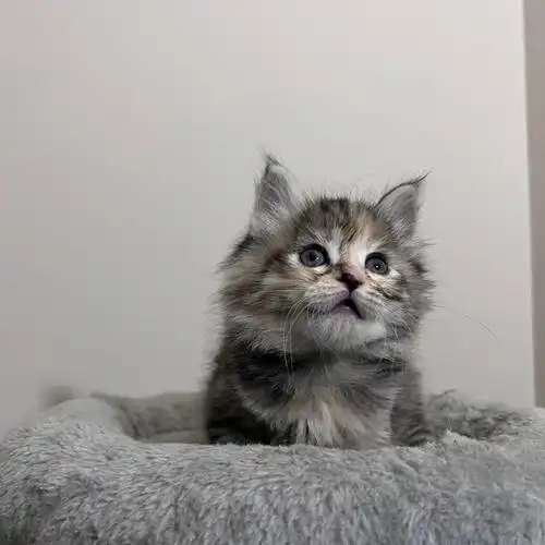 波斯x美短长毛三花玳瑁妹妹