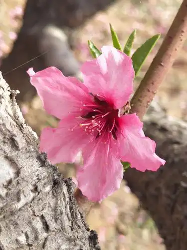 春天和桃花有个约会 ——大美平陆之清明桃花曲