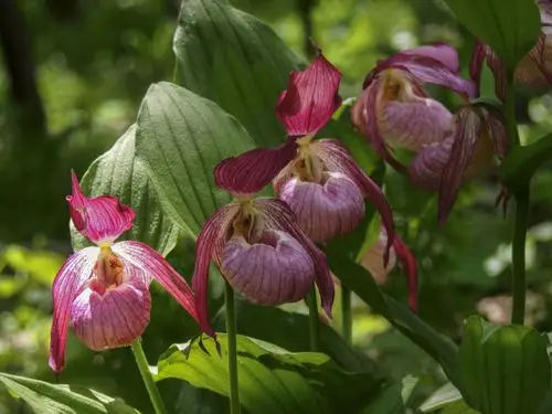 今天有野生兜兰展现给大家.