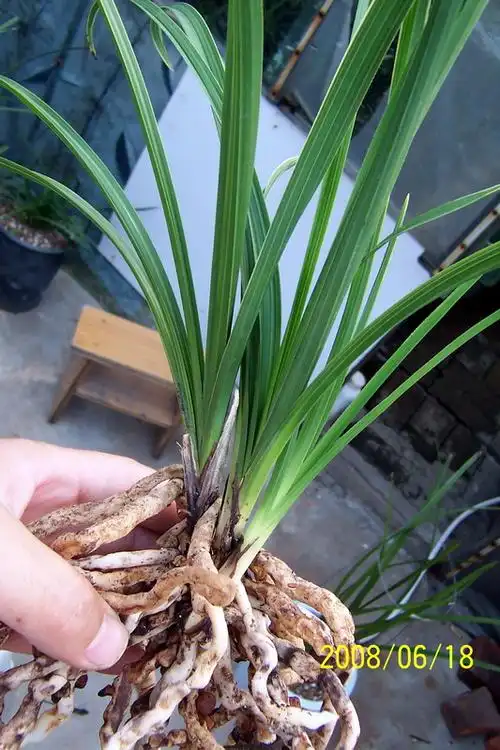 金边叶艺整株照-以兰会友-中国兰花交易网社区