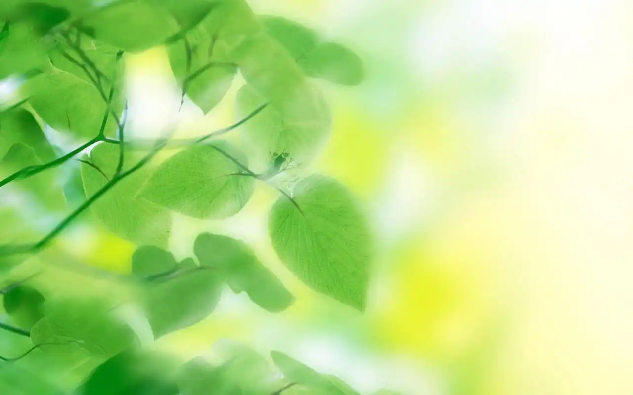 小清新绿叶高清桌面壁纸
