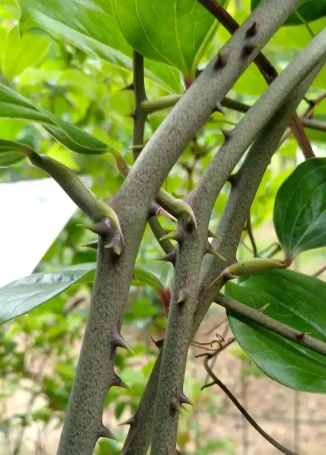 《浙江民间草药》注明可治关节风湿痛:菝葜,活血龙,山楂根各15~25克.