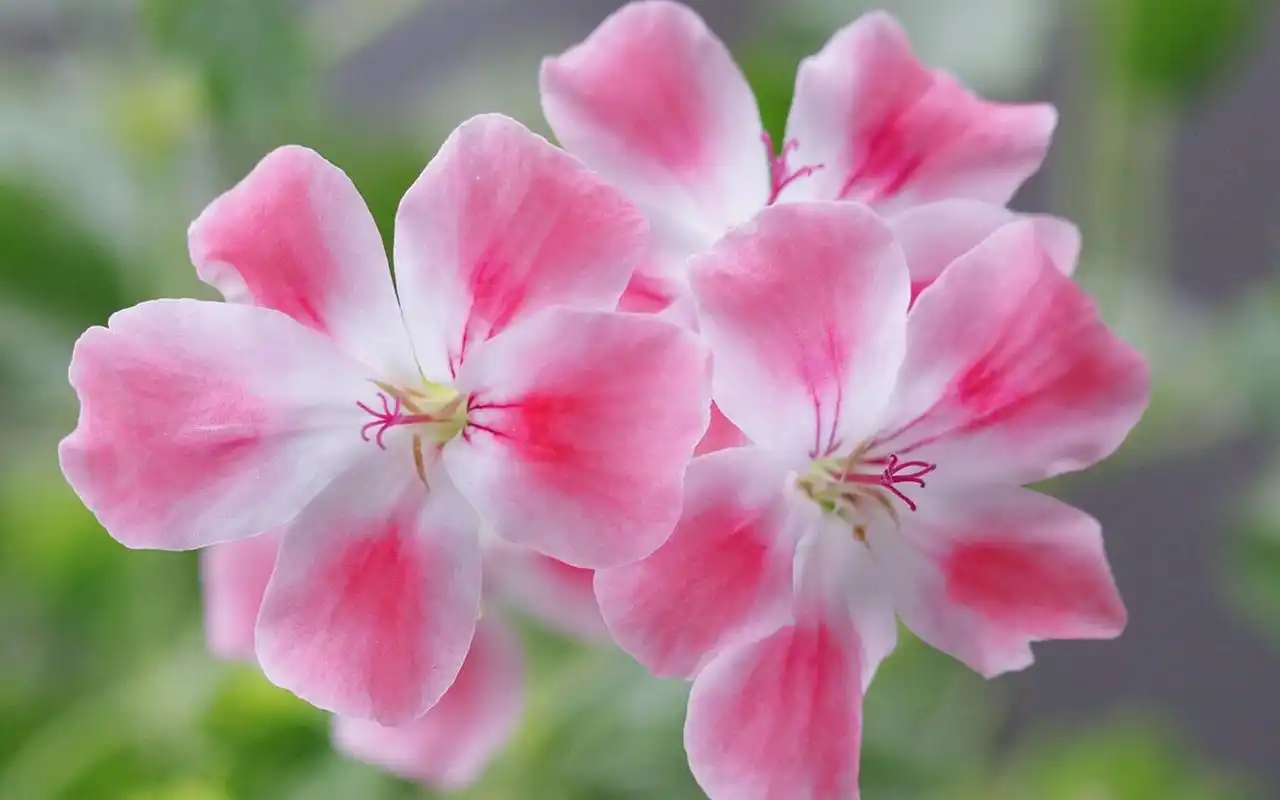 粉色养眼花卉高清桌面壁纸