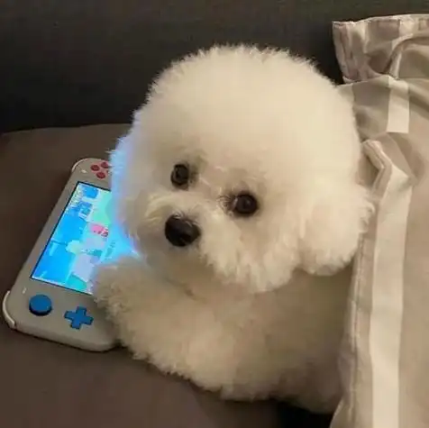 萌萌哒的动物头像可爱的狗头像图片 头像狗狗可爱 蠢萌 清新_动物头像