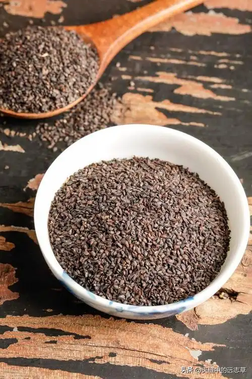 车前子都有什么用处(路边不起眼的车前子也有大功效)(17)