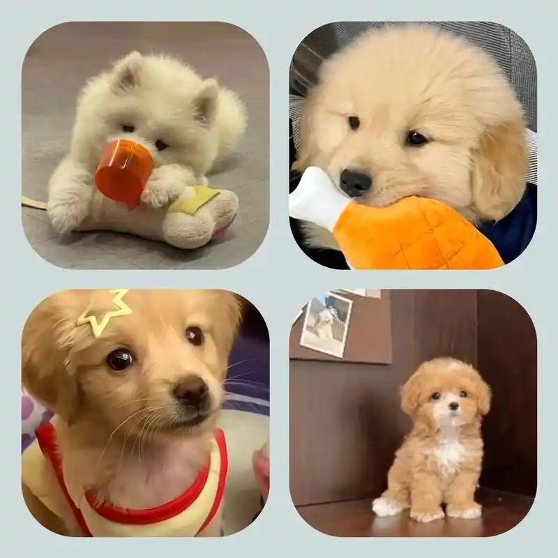 36 小狗乖乖.小狗的爱是永永远远#小狗图片头像 #萌到 - 抖音