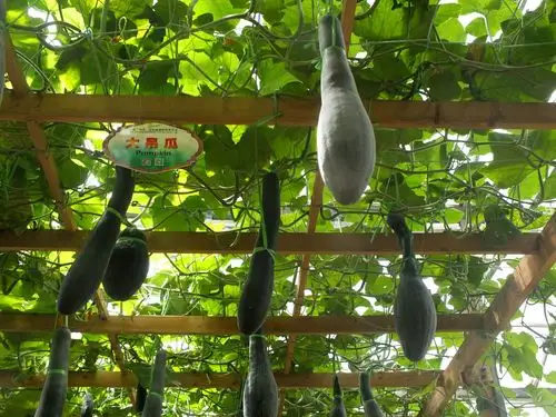 寿光菜展馆有各种各样的瓜(小草制作)