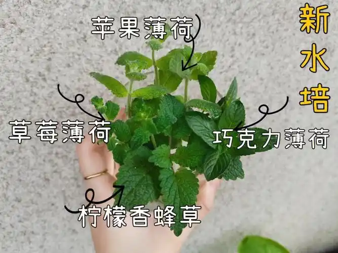 一共养了四个品种的薄荷,仔细看可以看出区别土培的长得太疯狂了,每次