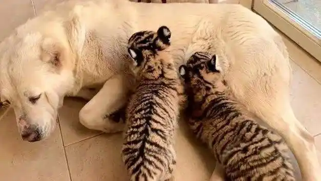 护林员救濒死虎崽养大后放生5年后遇火灾老虎现身相救