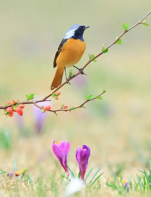 花与鸟◆ - 自然摄影