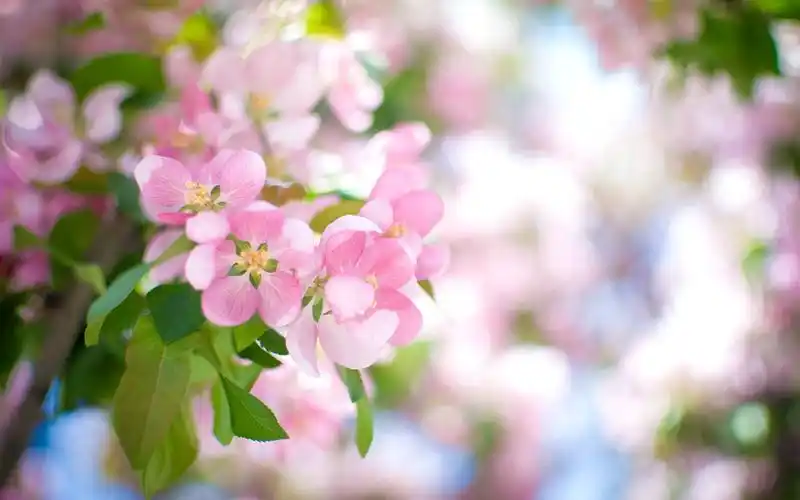 壁纸 粉红色的苹果花绽放,春天