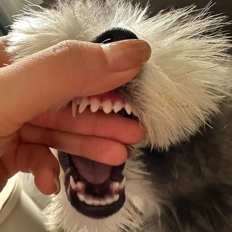 小狗狗换牙记07.瑞奇的牙真让我头疼 新长出来的门牙 居然掉 - 抖音