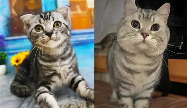 猫咪发腮吃什么好猫咪吃什么更容易发腮