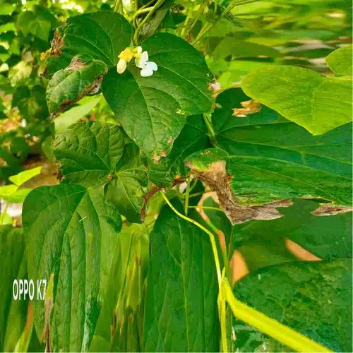 老是请问一下豆角叶子出现什么症状