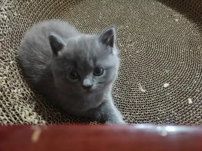 桂林英短蓝猫出售