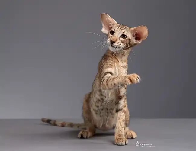 东方短毛猫|摄影|宠物摄影|spyzoo - 原创作品 - 站酷 (zcool)