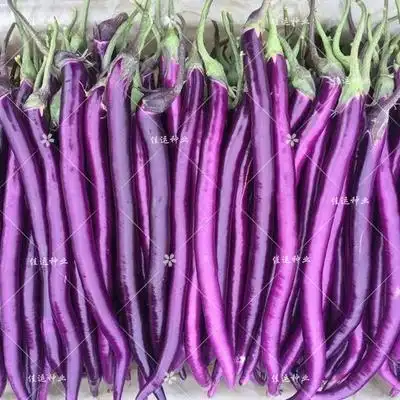 杭茄一号庭院盆栽紫红茄子高产抗病蔬菜家庭园艺种子