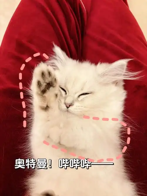 小猫咪手势表情包!谁家小猫咪这么可爱呀!#猫咪的迷惑行为 # - 抖音