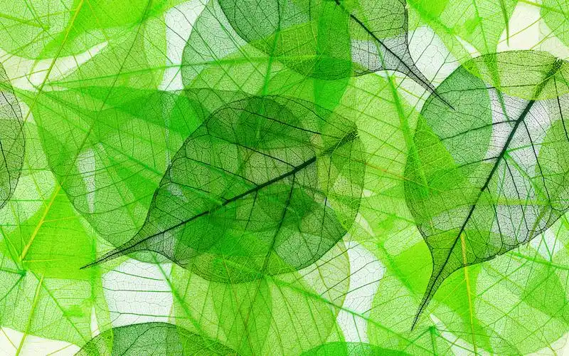 唯美树叶脉纹图片素材电脑桌面壁纸