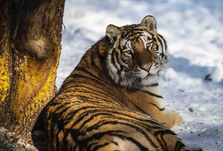 初冬,横道河子拍摄东北虎
