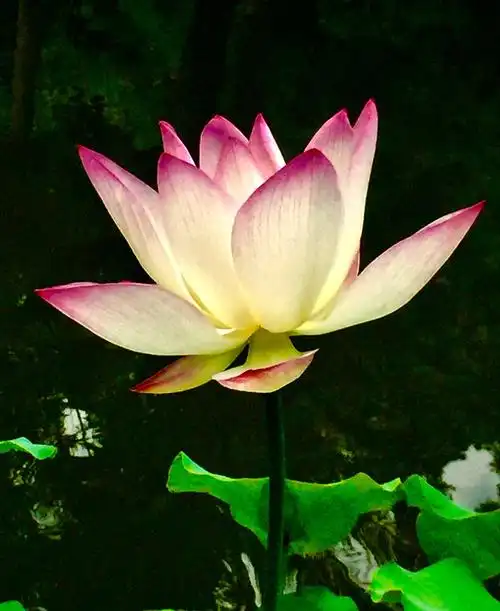 莲花,清净无语,无语中开出一枝禅意,清寂且安然.