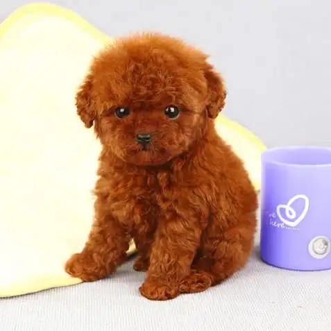 河北棕色泰迪狗狗图片多少钱一只小型正宗