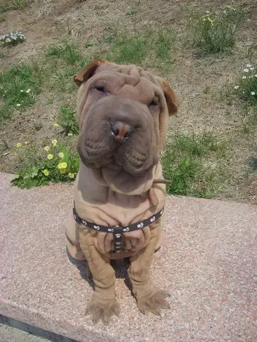 蓝宝石的博客 [原创作品 版权所有]