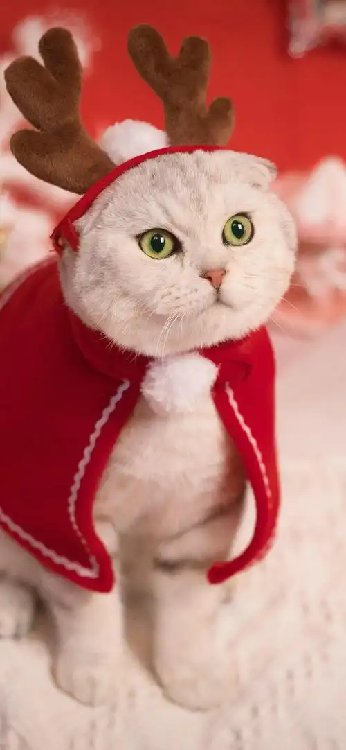 可爱喵星人圣诞节高清手机壁纸