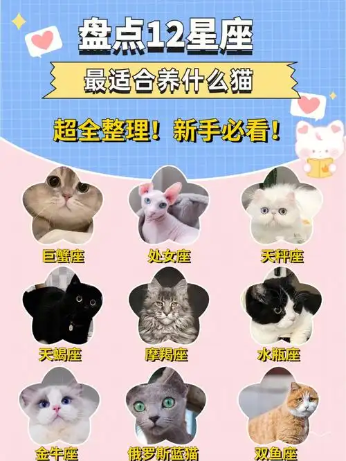 十二星座养猫快来看看你最适合养什么猫75