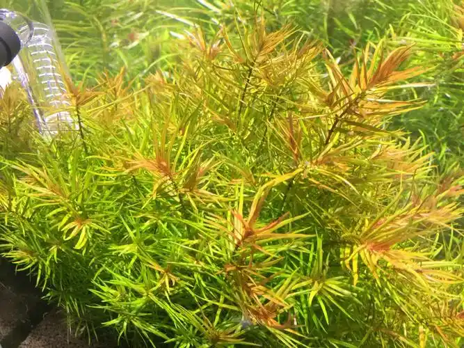 晒晒我的十字牛顿草