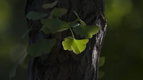 绿杏叶微距摄影 iphone 壁纸