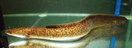 广西有哪些水生野生保护动物非法抓捕要重罚图19