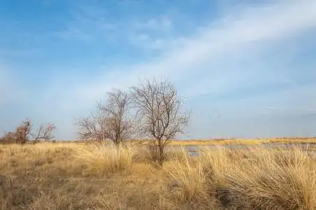 沙春季干草原照片