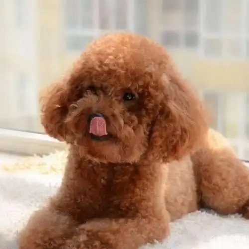 养什么狗最干净最好养10只干净易养的宠物狗,属猴养什么动物好_十种好