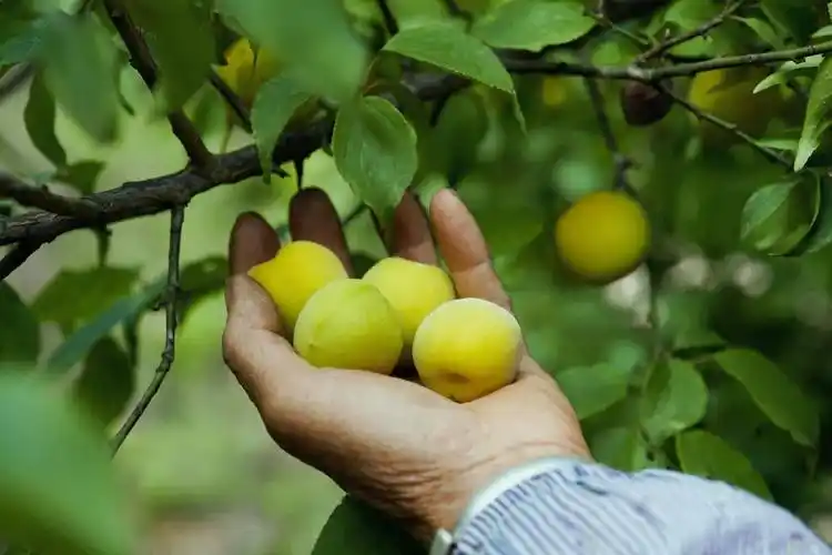 青梅的原产地是我国长江中游一带四川地区有着悠久的青梅种植历史温暖