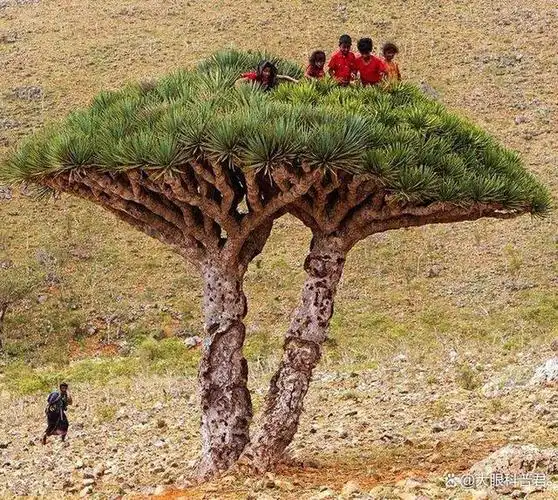 这种树竟然会"流血"?这种所谓的血液到底是什么?