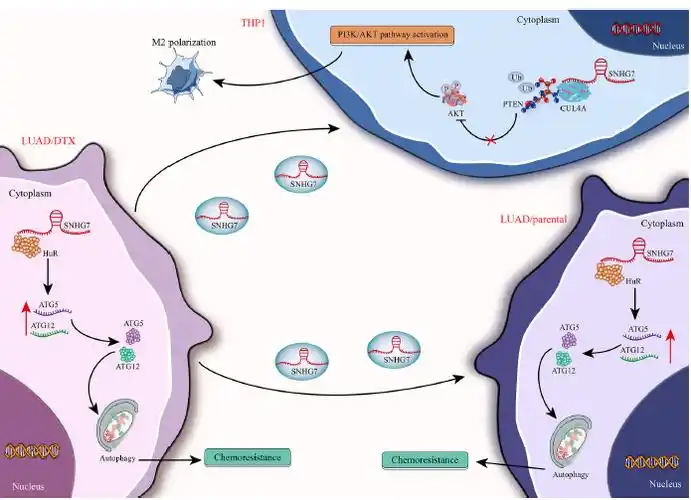 snhg7促进肿瘤耐药和巨噬细胞m2极化