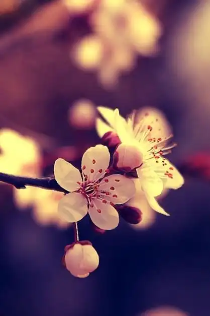 唯美桃花lomo清新意境唯美图片