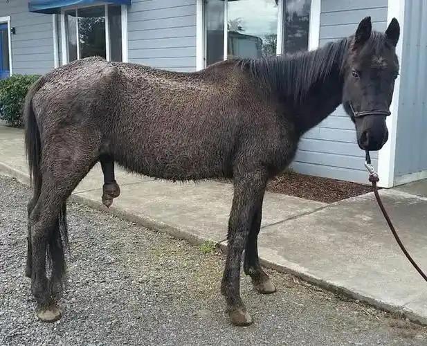 一匹马把自己的主人告上了法庭,主人最后还认罪了!