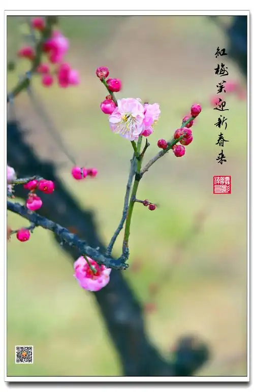 【潮哥影像】梅花图