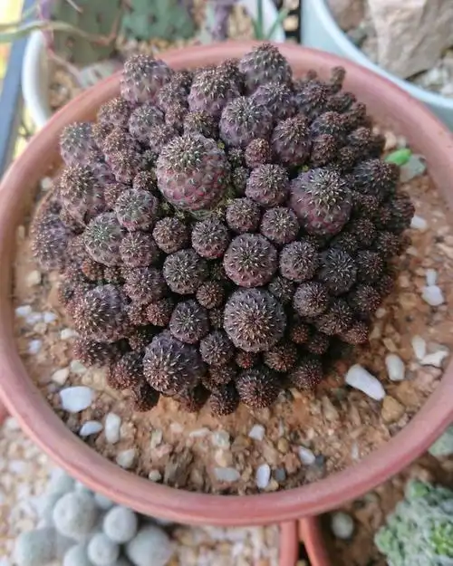 奇特植物志仙人球紫丽丸球体像荔枝还会开出亮的花朵