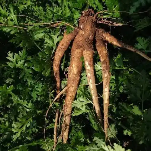 云南特产新鲜西归甜当归土当归西归芹根膳食滋补2斤装1000g