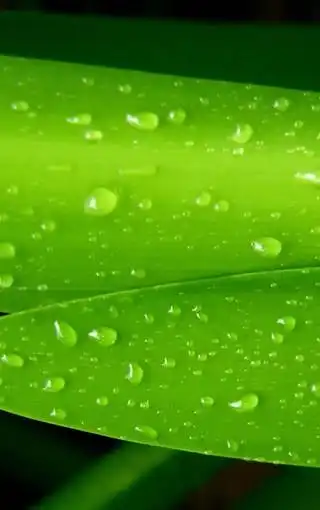 绿色护眼手机图片壁纸