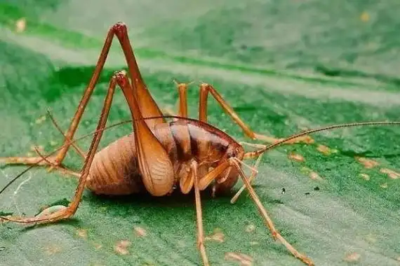 灶马是害虫还是益虫喜欢啃食嫩芽和菜叶属于农业害虫